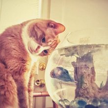 funny animals