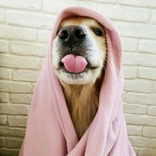 funny animals