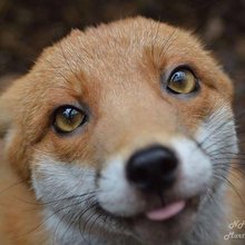 funny animals