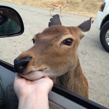 funny animals
