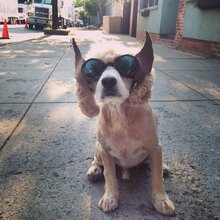 funny animals