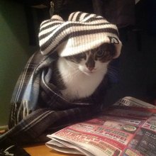 funny animals
