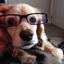 funny animals