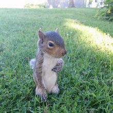 funny animals