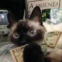 funny animals