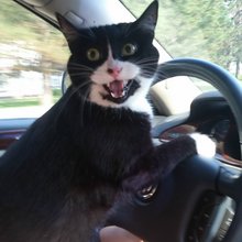 funny animals