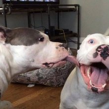 funny animals
