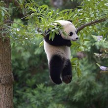 funny animals