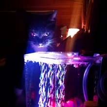 funny animals