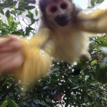 funny animals