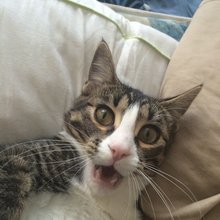 funny animals