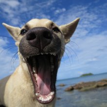 funny animals