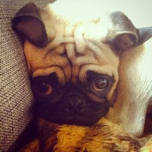 funny animals