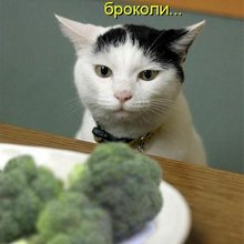 ������ ����������� �� ������