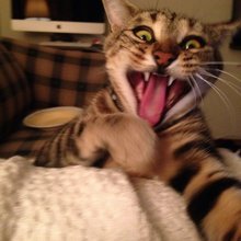 funny animals