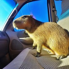 funny animals