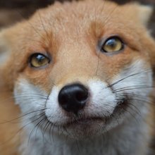 funny animals