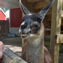 funny animals