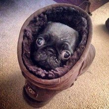 funny animals