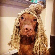 funny animals