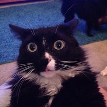funny animals