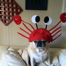 funny animals