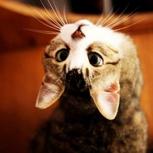 funny animals