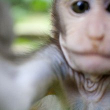funny animals
