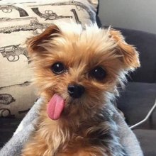 funny animals
