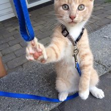 funny animals