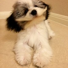 funny animals