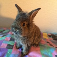 funny animals