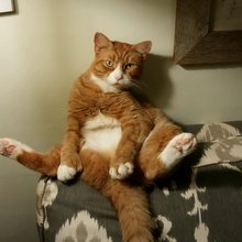 funny animals