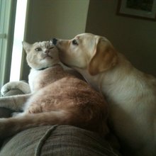 funny animals