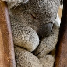 funny animals