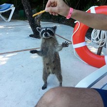 funny animals