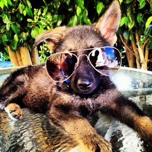 funny animals