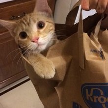 funny animals