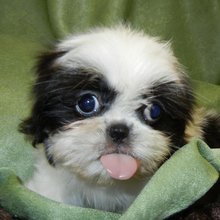 funny animals