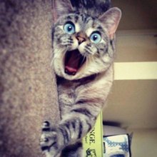 funny animals