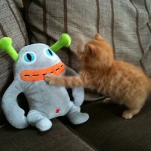 funny animals