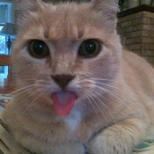 funny animals