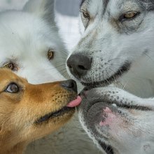 funny animals