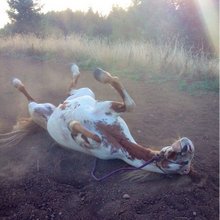 funny animals