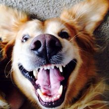 funny animals