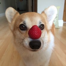 funny animals
