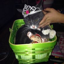 funny animals