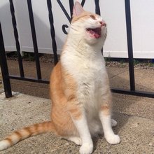 funny animals