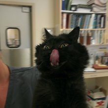 funny animals