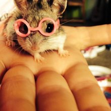 funny animals